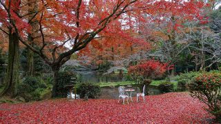 森の画廊「春もみじ」 宝徳寺 2025 春 新緑の床もみじ特別公開🍃✨ 和傘タワー 開運